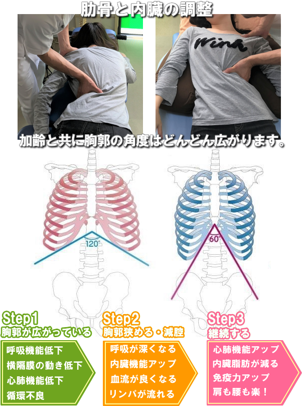 内臓の調整の過程