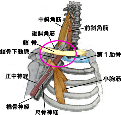 胸郭出口の図解