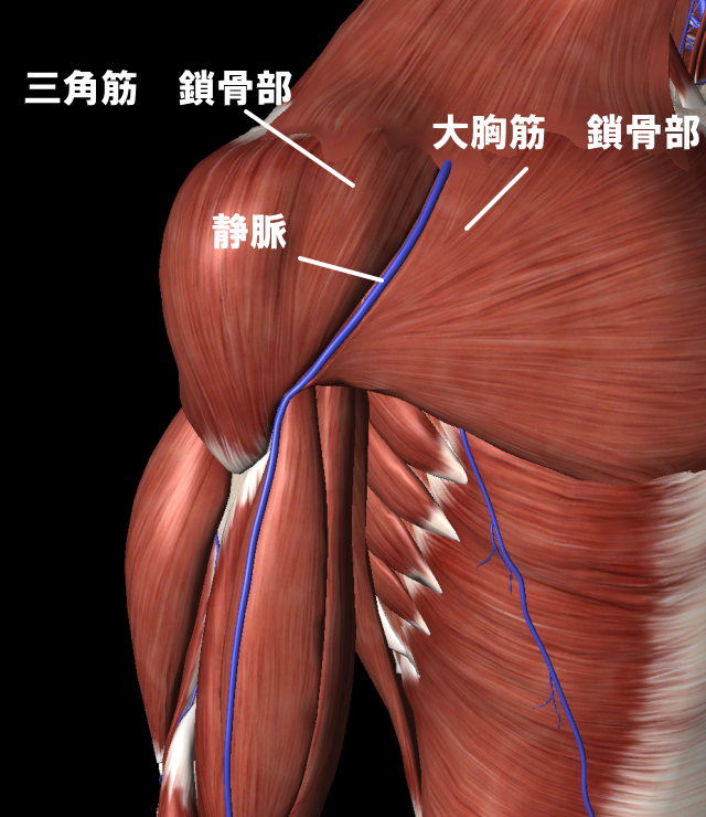 上腕の静脈