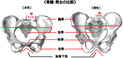 骨盤の男女比較図