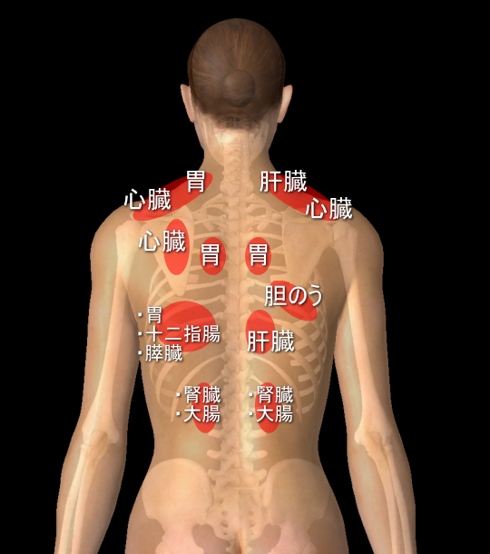 内臓と肩や背中の痛みの関係