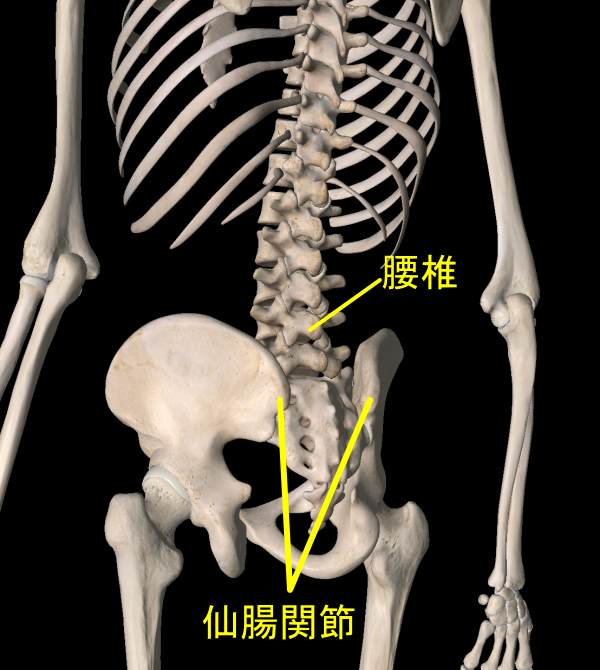 腰椎と仙腸関節