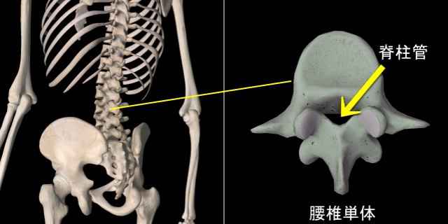 脊柱管狭窄