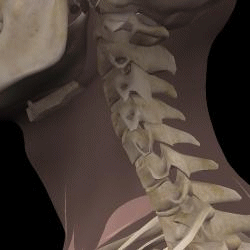 頸椎の動き動画
