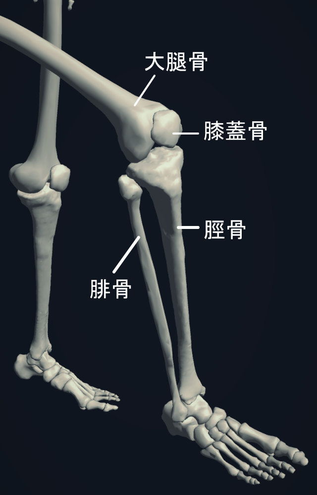 膝周辺の骨格図