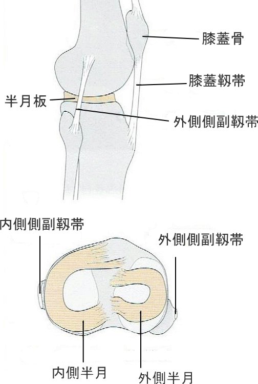 半月板の図