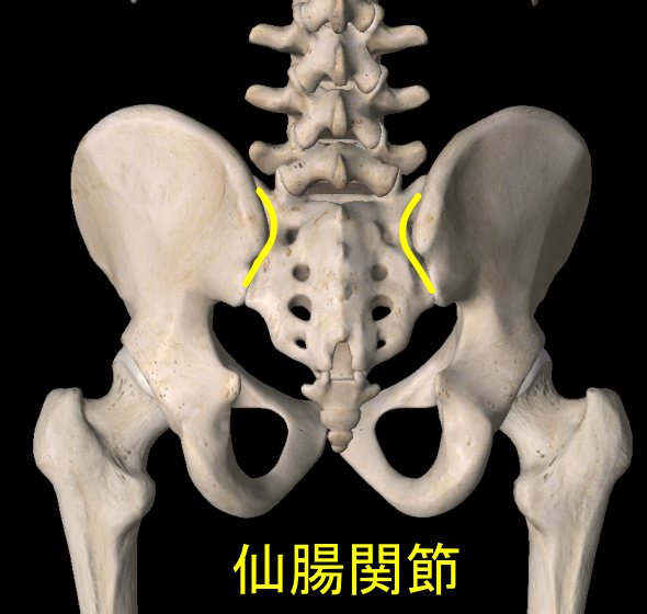 仙腸関節