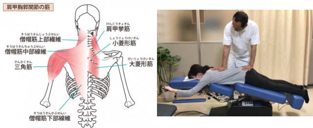 背骨に周りの筋肉