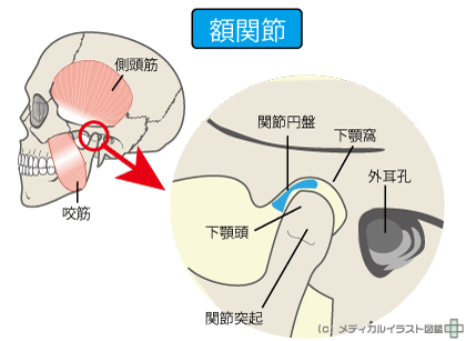 アゴの関節