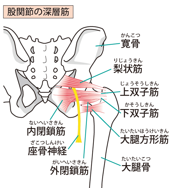 股関節周辺筋肉