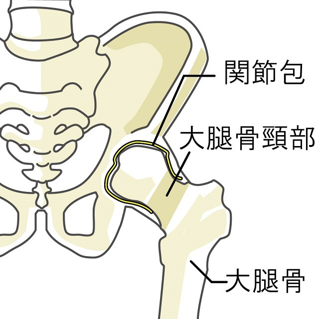 股間の構造